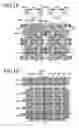 Fig. 11 - Semiconductor memory device layout comprising high impurity well tap areas for supplying well voltages to N wells and P wells