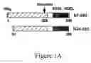 Fig. 02 - GRP94-based compositions and methods of use thereof