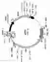 Fig. 02 - Plasmid maintenance system for antigen delivery