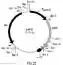 Fig. 07 - Plasmid maintenance system for antigen delivery