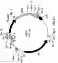 Fig. 08 - Plasmid maintenance system for antigen delivery