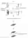 Fig. 02 - Biodegradable substrate, prosthetic material for tissue regeneration, and cultured tissue