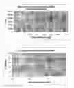 Fig. 02 - Medical devices with surface modification for regulating cell growth on or near the surface