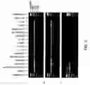 Fig. 04 - Isoforms of the human vitamin D receptor