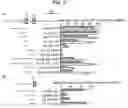 Fig. 05 - Isoforms of the human vitamin D receptor