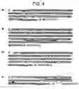 Fig. 06 - Isoforms of the human vitamin D receptor