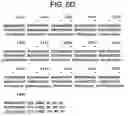Fig. 10 - Isoforms of the human vitamin D receptor