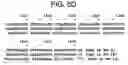 Fig. 14 - Isoforms of the human vitamin D receptor