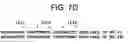 Fig. 18 - Isoforms of the human vitamin D receptor