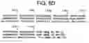 Fig. 22 - Isoforms of the human vitamin D receptor