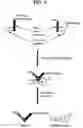 Fig. 06 - Peptides for metal ion affinity chromatography