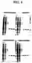 Fig. 09 - Peptides for metal ion affinity chromatography
