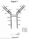 Fig. 02 - Immunoglobulins comprising predominantly a MAN3GLCNAC2 glycoform