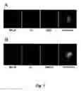 Fig. 02 - Methods and compositions for treating Alzheimer's disease