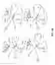 Fig. 117 - Human virus causing respiratory tract infection and uses thereof