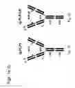 Fig. 02 - Compounds, compositions and methods for the endocytic presentation of immunosuppressive factors