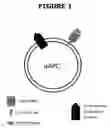 Fig. 02 - Soluble MHC artificial antigen presenting cells