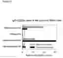 Fig. 12 - Methods for tailoring the immune response to an antigen or immunogen
