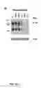 Fig. 07 - Methods of treating abnormal cell growth using c-MET and m-TOR inhibitors