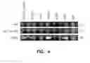 Fig. 06 - Immunoglobulin A inducing protein and uses therefor