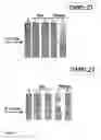 Fig. 07 - Surface protein of Leptospira