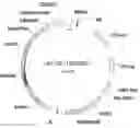 Fig. 01 - Compositions and methods using RNA interference for control of nematodes