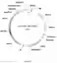 Fig. 05 - Compositions and methods using RNA interference for control of nematodes