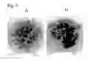 Fig. 08 - Nano-talc with hydrophobic coating