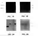 Fig. 02 - Method for inhibition of viral infection