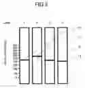 Fig. 04 - Primers for isothermal amplification of hepatitis C virus
