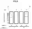 Fig. 07 - Primers for isothermal amplification of hepatitis C virus