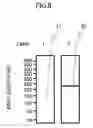 Fig. 09 - Primers for isothermal amplification of hepatitis C virus