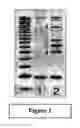 Fig. 02 - Novel compositions and methods in cancer
