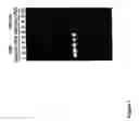 Fig. 09 - Bio-barcode based detection of target analytes