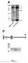 Fig. 02 - Rabconnectin-3-binding protein