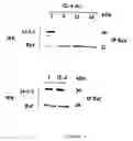 Fig. 02 - Methods of screening apoptosis modulating compounds, compounds identified by said methods and use of said compounds as therapeutic agents