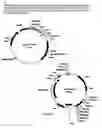 Fig. 04 - Expression of mammalian proteins in 