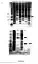 Fig. 05 - Expression of mammalian proteins in 