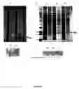 Fig. 06 - Expression of mammalian proteins in 