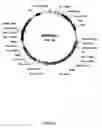 Fig. 07 - Expression of mammalian proteins in 