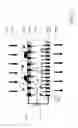 Fig. 12 - Dynamically controllable biological/chemical detectors having nanostructured surfaces
