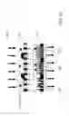 Fig. 17 - Dynamically controllable biological/chemical detectors having nanostructured surfaces