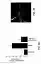 Fig. 04 - Methods and compositions useful for modulation of angiogenesis using protein kinase Raf and Ras