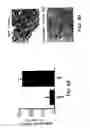 Fig. 05 - Methods and compositions useful for modulation of angiogenesis using protein kinase Raf and Ras