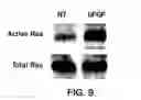 Fig. 10 - Methods and compositions useful for modulation of angiogenesis using protein kinase Raf and Ras