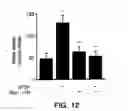 Fig. 12 - Methods and compositions useful for modulation of angiogenesis using protein kinase Raf and Ras