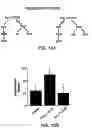 Fig. 13 - Methods and compositions useful for modulation of angiogenesis using protein kinase Raf and Ras