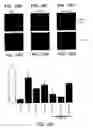 Fig. 19 - Methods and compositions useful for modulation of angiogenesis using protein kinase Raf and Ras