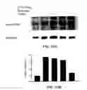 Fig. 20 - Methods and compositions useful for modulation of angiogenesis using protein kinase Raf and Ras