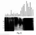 Fig. 04 - XAF genes and polypeptides: methods and reagents for modulating apoptosis